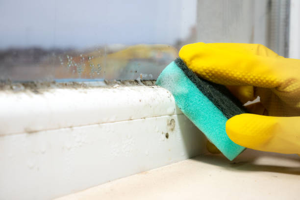 Best Residential Mold Remediation in Brunswick, GA