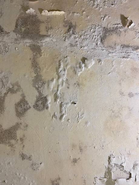 Best Black Mold Remediation in Brunswick, GA