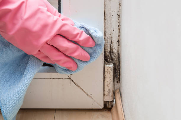 Best Post-Flood Mold Remediation in Brunswick, GA